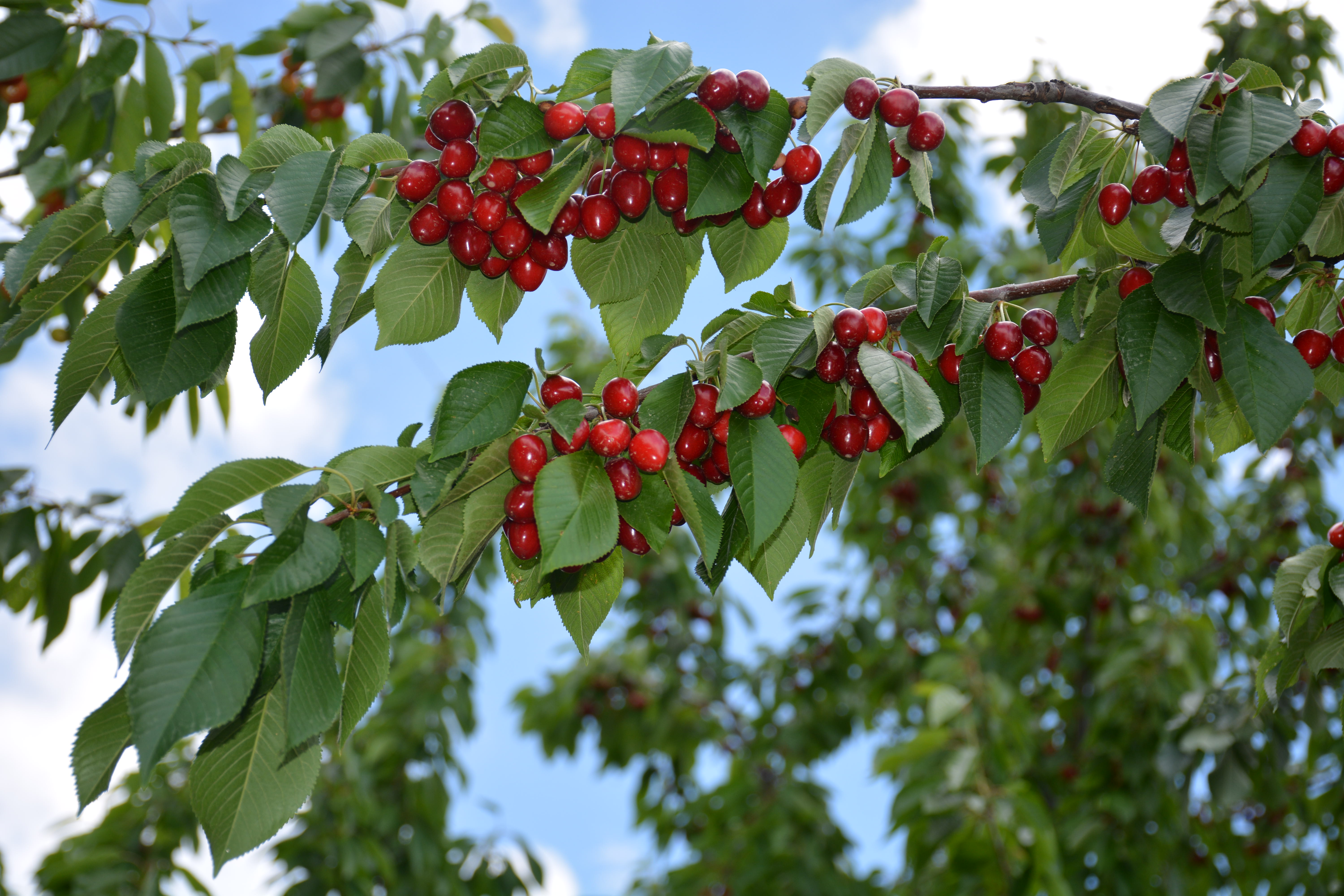 Mahalle ve Köy Muhtarları